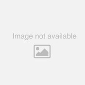 Dandy Blend - Instant Herbal Beverage with Dandelion - 100% Caffeine free - 25 KG/ 55 LB - BULK - Special Order